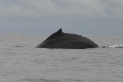 Огромни китове правят компания на участниците в Survivor