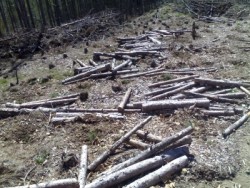 22 акта за незаконна сеч са съставени за последните два месеца 