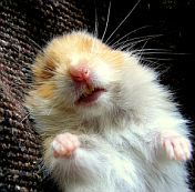 Тазгодишните анти-Нобели: За "гей бомба", хамстери на виагра...