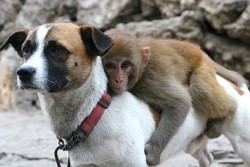 Назначиха куче бодигард на маймунка в китайска зоологическа градина