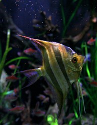 Златна рибка – гласоподавател