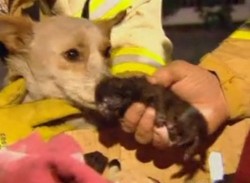 Териер рискува живота си за да опази котенца от пожар