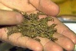 Откриха марихуана в землянка в Петричко