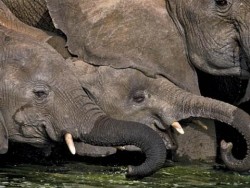Диви слонове тероризират индийски остров
