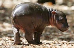 Хипопотамче пигмей се роди в австралийски зоопарк