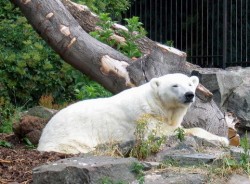 Почина най-възрастната бяла мечка