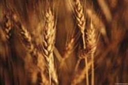Протестиращите зърнопроизводители от Плевен пътуват към София