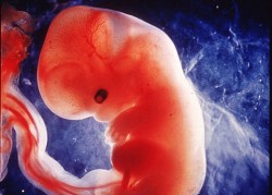 Първото генно модифицирано бебе вижда бял свят до седмица