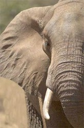 Кенийски слонове изпращат SMS-и