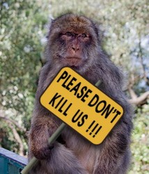 Човекоподобните маймуни може скоро да изчезнат от Земята