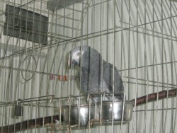 Любопитно: Говорящ папагал посреща клиентите в цветарски магазин