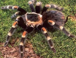 "Страх" ще донесе в България 5 вида тарантули