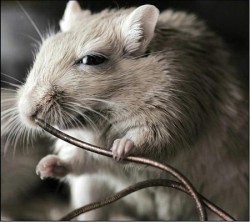 Лабораторните мишки излизат в пенсия