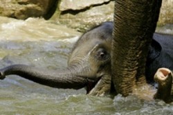 Слоновете пият чиста вода дори от замърсени водоеми