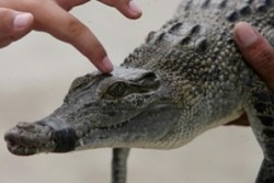 Разкрасиха крокодил с пластична операция