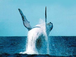 Гигантски кит е забелязан близо до бреговете на Израел