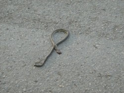 Убита змия стряска децата, играещи в градинката на “Площад 20”