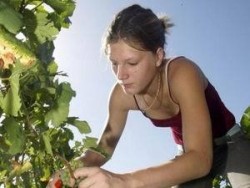 Главна инспекция по труда провежда кампания "Сезонна работа в селското стопанство"