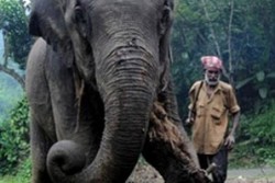 Вадят слон с кран от яма в Индия