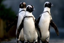Хомосексуални пингвини станаха родители