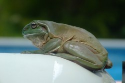 Индиец намери жаба-хамелеон