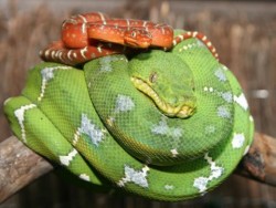 Учени разгадаха плъзгането на змиите