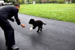 Кучето на семейство Обама вече с официална снимка