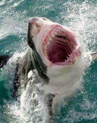 Мисленето на голямата бяла акула е като това на серийния убиец