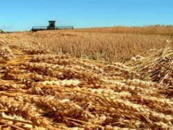 До дни ще започне прибирането на пшеницата в землището на Ботевград