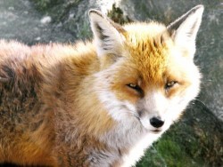 Потвърден е случай на бяс в Смядово, Шуменско