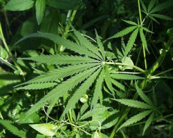82 килограма марихуана са били открити в петричкото село Ключ