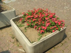 Масово крадат цветя от обществените градинки в центъра на града
