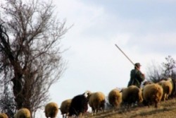 Мерцедес блъсна и уби 22 овце