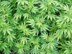 Оранжерия за марихуана разкриха полицаи в дома на 54-годишна жена от габровско село