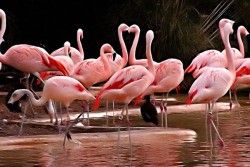 Защо фламингото стои на един крак?