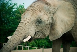 Слон избяга от цирк в Испания