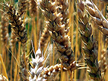 330 кг от декар е добивът на пшеница  в Скравена