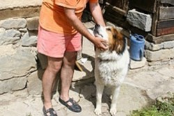 Домашно куче нахапа три деца в Банско