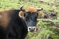Разярен бик уби мъж в разложко село
