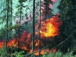 Овладян е пожарът край община Кричим