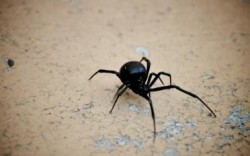 Вроден ли е страхът от паяци?