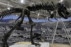 Скелет на динозавър „в добро състояние" на търг
