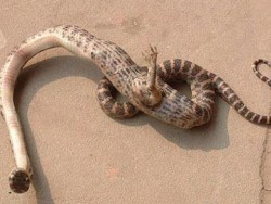 Змия с един крак откриха в Китай