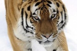 Тигри избягаха от румънски зоопарк
