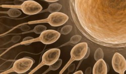 Разкриха интригуващи тайни за сперматозоидите