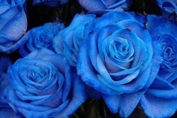 Японци пускат в продажба естествени сини рози