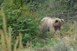 Убиха мечка, нападнала ловец в Родопите