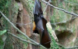 Прилепите правят орален секс