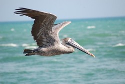 Американец "удави" луксозното си "Бугати" заради пеликан