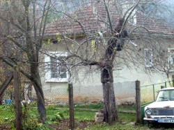 Почина Цветана Илиева Тодорова